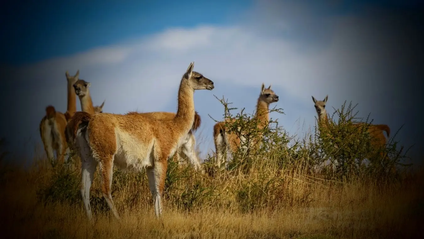 Guanacos in Patagonia